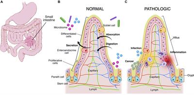 Human Microphysiological Models of Intestinal Tissue and Gut Microbiome